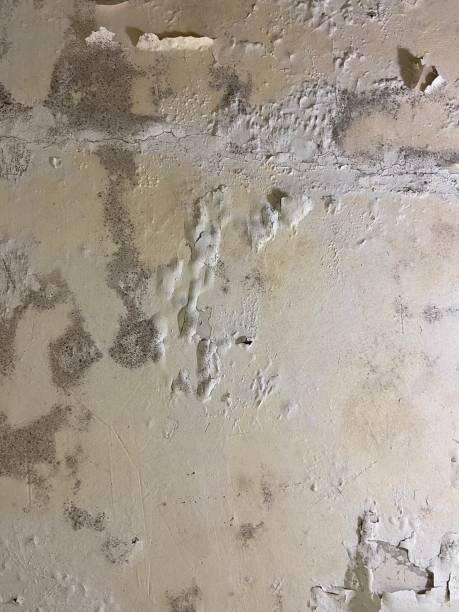 Best Mold Damage Repair  in Avilla, AR