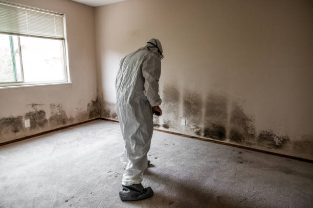 Best Professional Mold Removal  in Avilla, AR