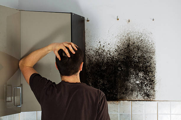 Best Certified Mold Removal  in Avilla, AR